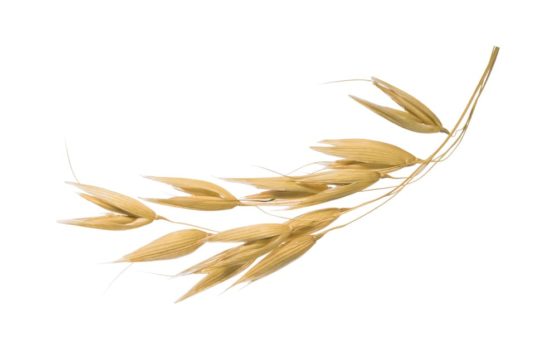 El uso de la proteína de avena hidrolizada para una hidratación multifunción más rica